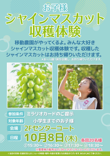 お子様シャインマスカットの収穫体験